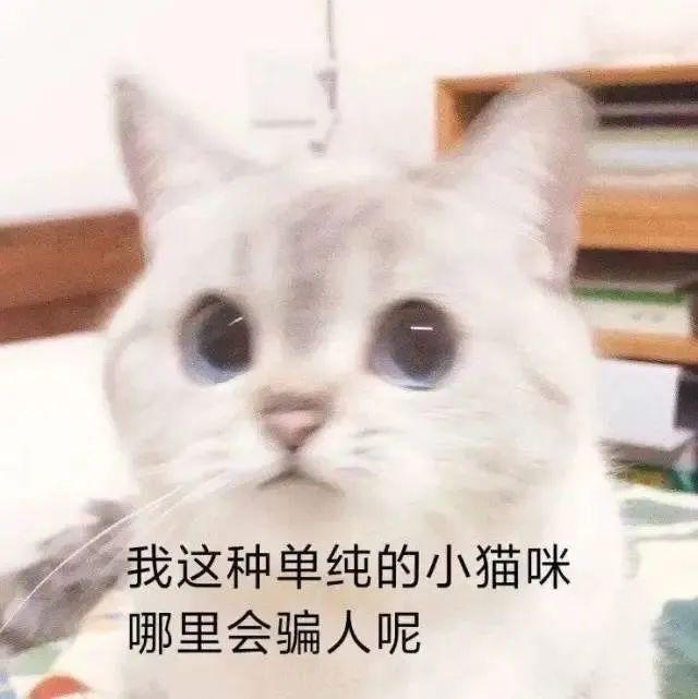 流浪渣猫脚踏五只船，受害人纷纷找上门，被揭穿后结局惨不忍睹