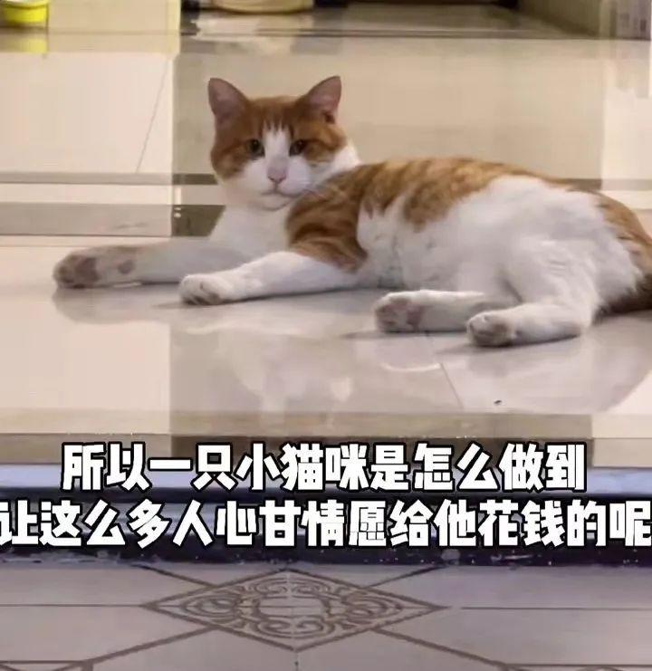 流浪渣猫脚踏五只船，受害人纷纷找上门，被揭穿后结局惨不忍睹