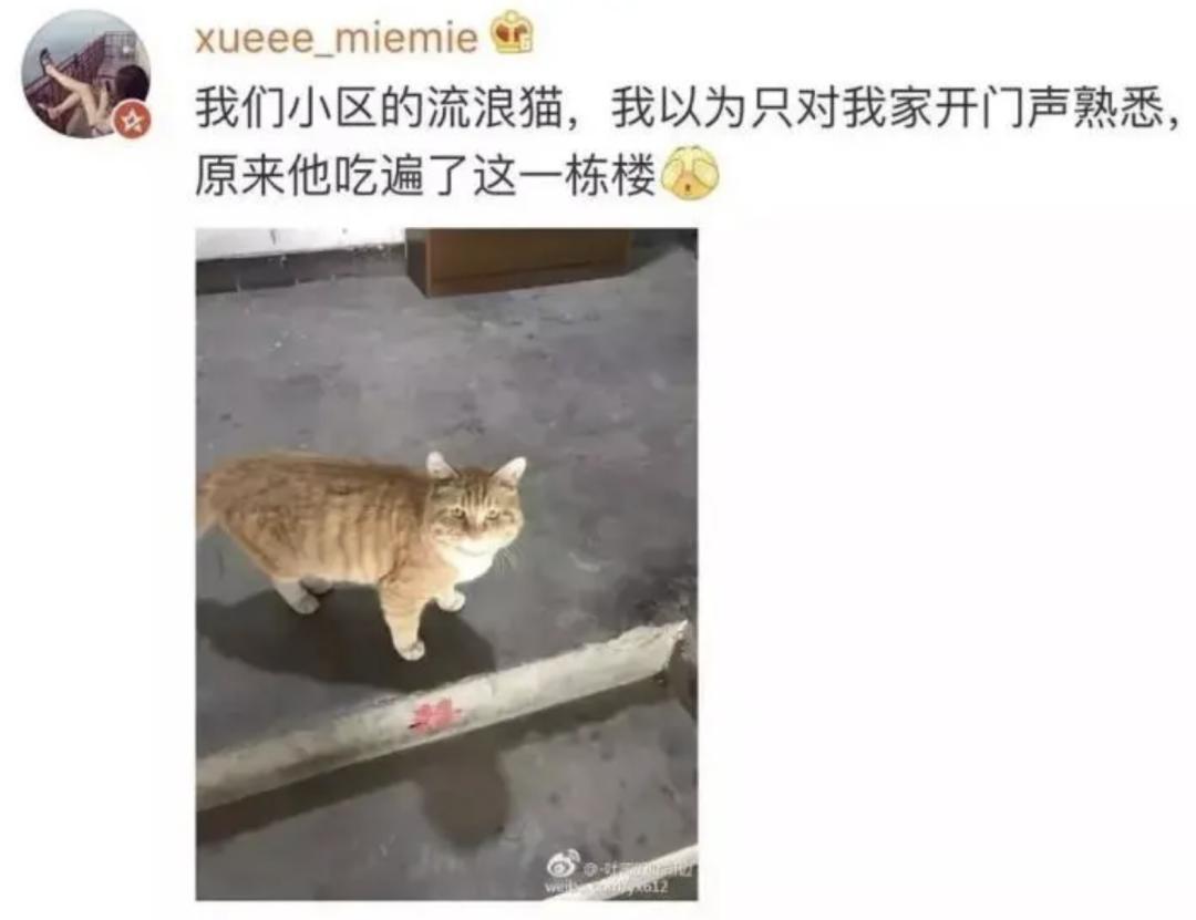 流浪渣猫脚踏五只船，受害人纷纷找上门，被揭穿后结局惨不忍睹