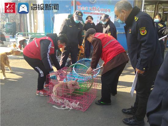 创城进行时 | 张店区体育场街道持续开展流浪犬捕捉行动