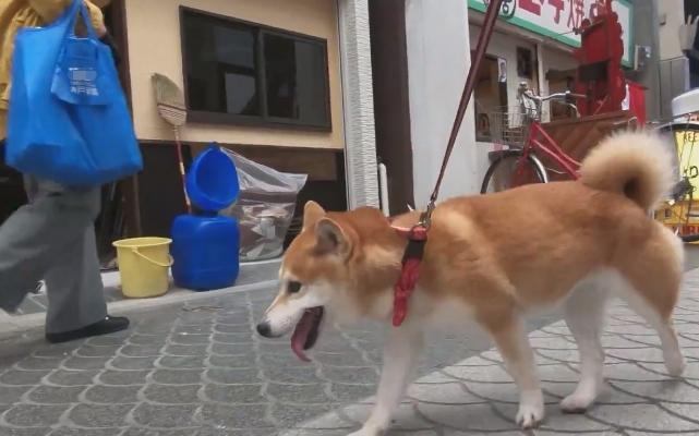 柴犬跟主人去海鲜市场，兴奋到顺拐，第一次见到章鱼张口就吃