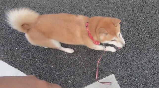 柴犬跟主人去海鲜市场，兴奋到顺拐，第一次见到章鱼张口就吃