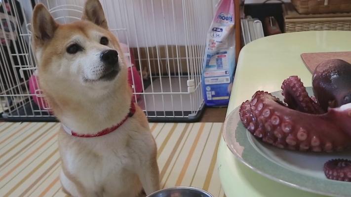 柴犬跟主人去海鲜市场，兴奋到顺拐，第一次见到章鱼张口就吃