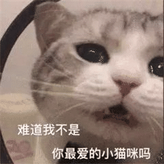 猫咪吃冻干有什么好处？猫咪零食冻干选购指南