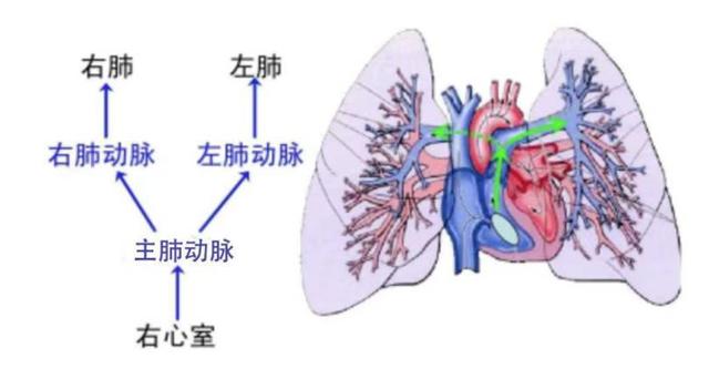 4个月宝宝右肺“停机”！医生利用自体心包巧建通道重新“接线”