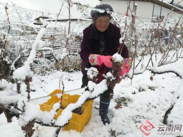 滇粤情深“香”约羊城 香格里拉红酒文化节将于12月22日在广州举行