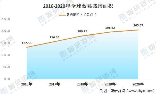 2020全球蓝莓种植情况分析：中国已成为全球最大的蓝莓种植地，产量占比达20%