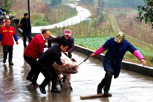 重庆綦江：杀年猪 品美味 迎新年