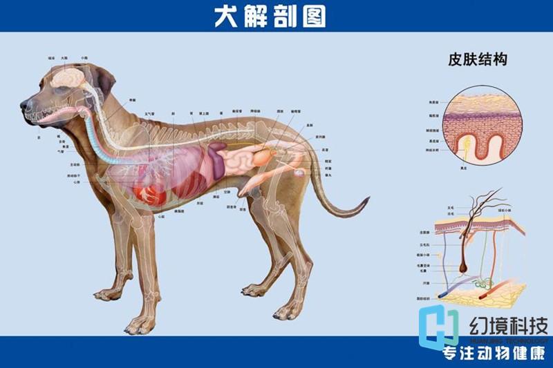 动物虚拟解剖系统：虚拟仿真技术在动物解剖学中的应用