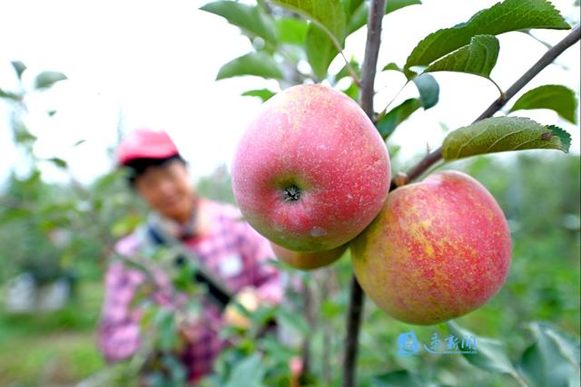 “植入大地的芯片”系列报道⑨｜逐梦沃野，农科人才“铸”兴乡村