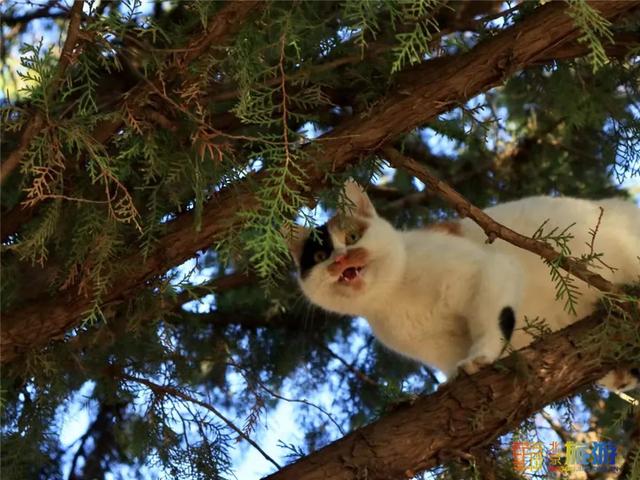 故宫“御猫”为首！北京景区里的猫实在太可爱了！