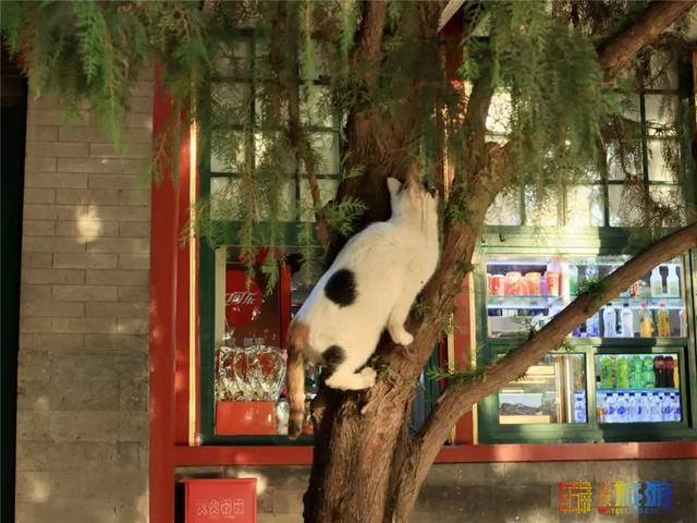 故宫“御猫”为首！北京景区里的猫实在太可爱了！