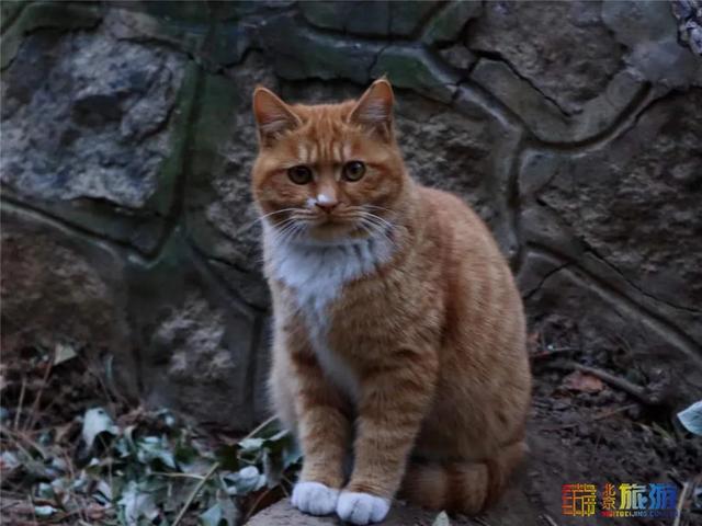 故宫“御猫”为首！北京景区里的猫实在太可爱了！