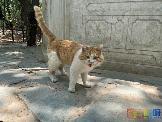 故宫“御猫”为首！北京景区里的猫实在太可爱了！