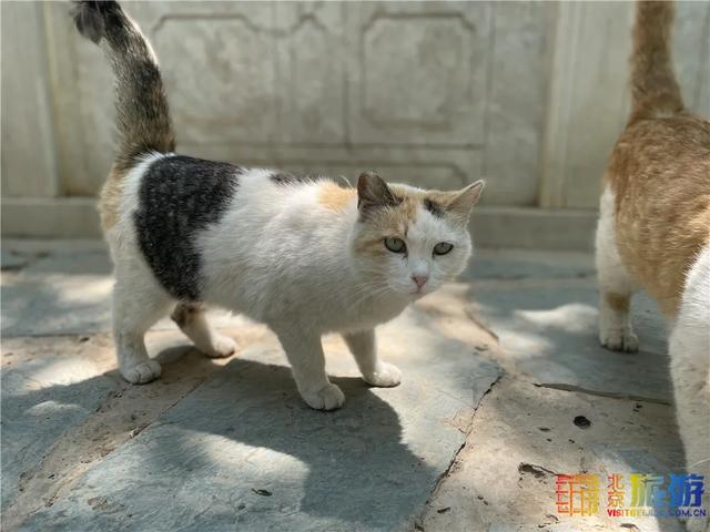 故宫“御猫”为首！北京景区里的猫实在太可爱了！