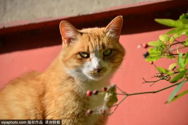 故宫“御猫”为首！北京景区里的猫实在太可爱了！