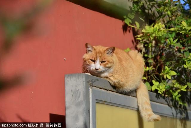 故宫“御猫”为首！北京景区里的猫实在太可爱了！