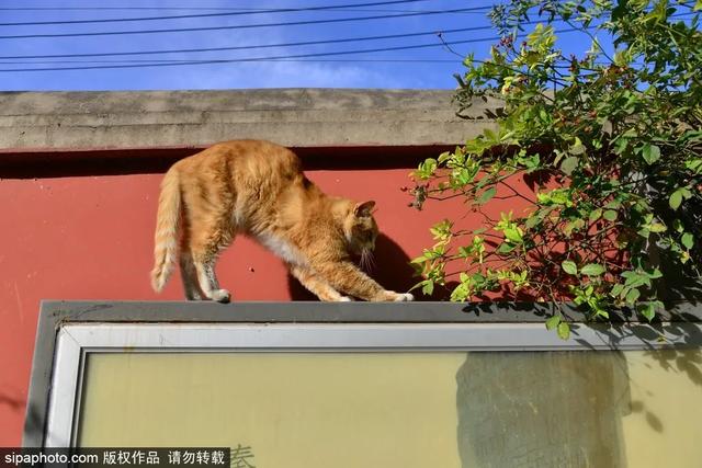 故宫“御猫”为首！北京景区里的猫实在太可爱了！