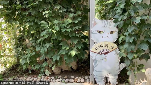 故宫“御猫”为首！北京景区里的猫实在太可爱了！