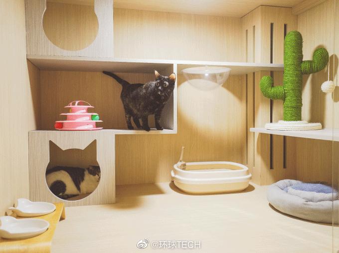 简约风猫猫的家