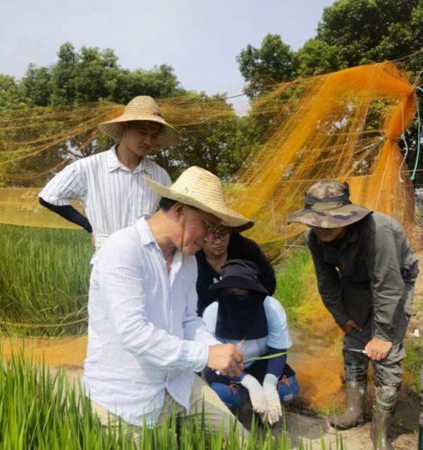 《自然》：水稻获得“癌症”持久免疫力不是梦！上海科学家做到了！