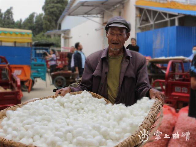 沾益：推进蚕桑产业高质量发展