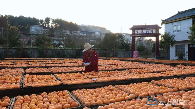 甜蜜“柿”业圆梦乡村振兴