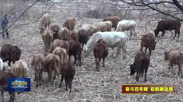 宝塔区金盆湾村：养殖产业扩宽百姓致富路