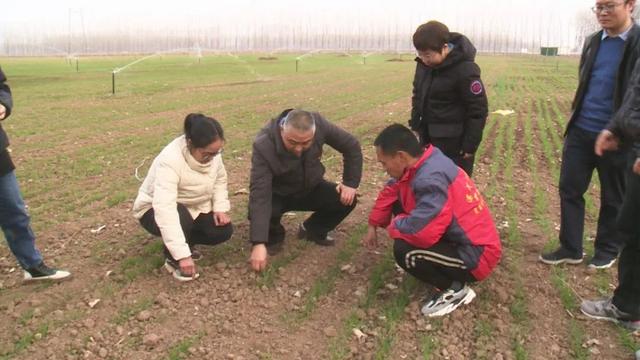 小麦晚播咋办？专家出手，端稳“饭碗”