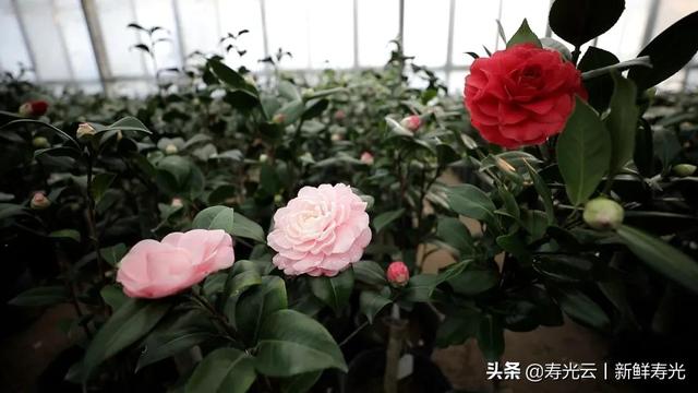 因爱好而“痴迷”！没想到，他一干就是20多年