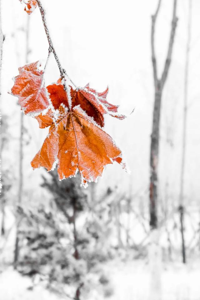 如梦如幻，雪后的兵团秒变童话世界