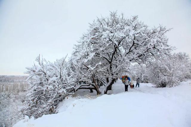 如梦如幻，雪后的兵团秒变童话世界