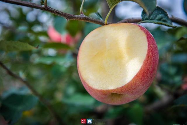 日照乡愁味道丨?种下“甜蜜果”，蹚出“幸福路”