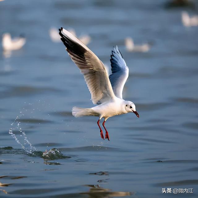 换个视角看内江，竟如此“水灵”