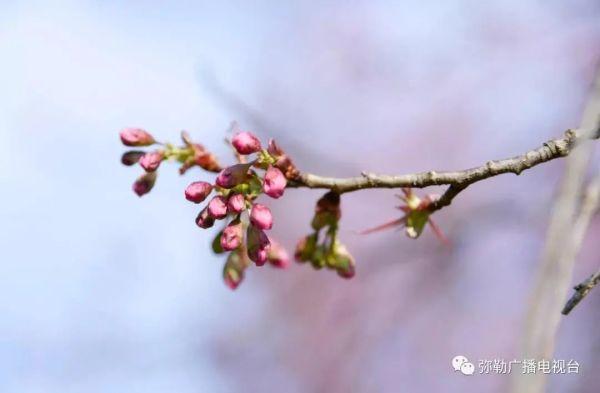 云南“樱花粉”刷屏！趁着天气正好快来打卡