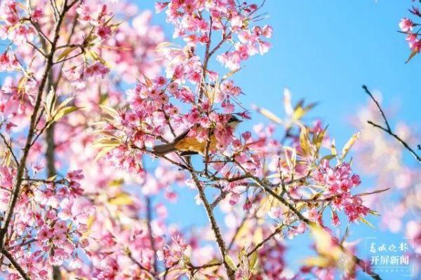 云南“樱花粉”刷屏！趁着天气正好快来打卡