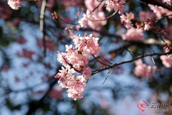 云南“樱花粉”刷屏！趁着天气正好快来打卡