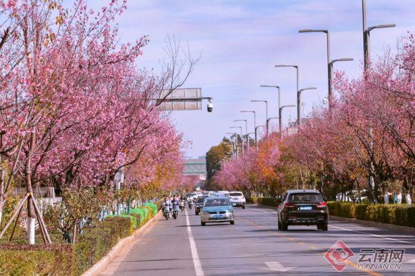 云南“樱花粉”刷屏！趁着天气正好快来打卡