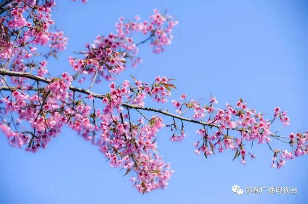 云南“樱花粉”刷屏！趁着天气正好快来打卡