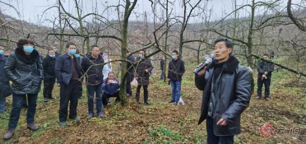 云南昭通：专家果园“问诊”防治病虫害