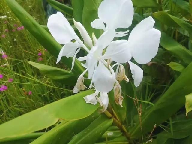 腾冲北海湿地生物多样性科普：姜花