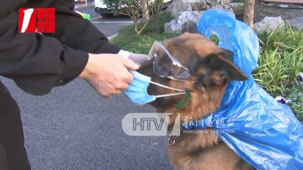 警犬“新造型”巡逻遭围观！新任务是………