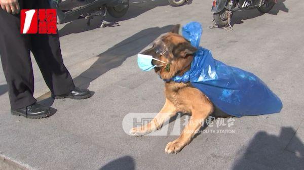 警犬“新造型”巡逻遭围观！新任务是………