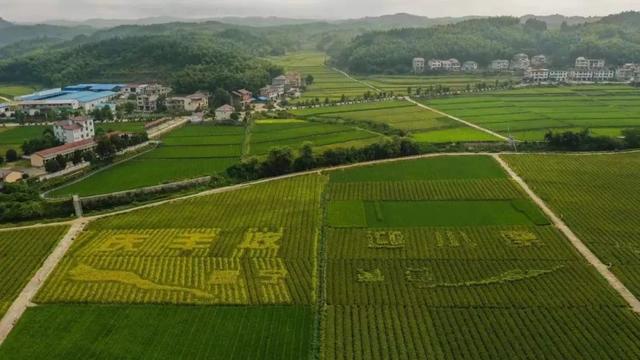 红土地上的绿色护“种”人丨“天平杯·随手拍”大赛作品展播