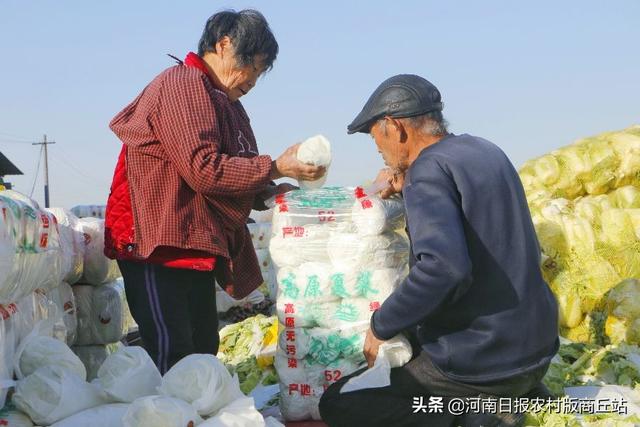 商丘柘城县：小白菜大产业