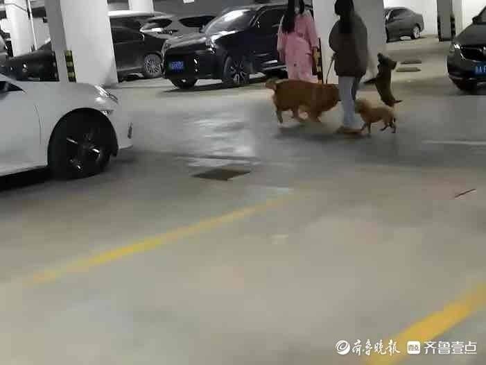 遛狗不拴绳？市民：落实养犬《条例》，希望有关部门加强监管