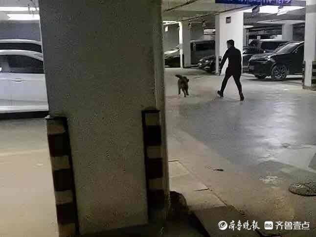 遛狗不拴绳？市民：落实养犬《条例》，希望有关部门加强监管