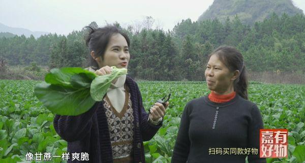 这个菜心比普通的大还甜，专家做出了解释……