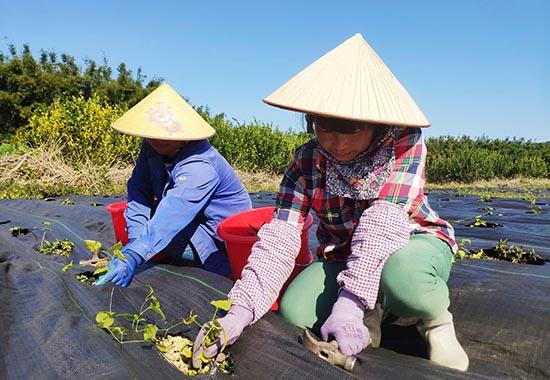 东兴：中药材带旺增收势头 绿色发展助力乡村振兴