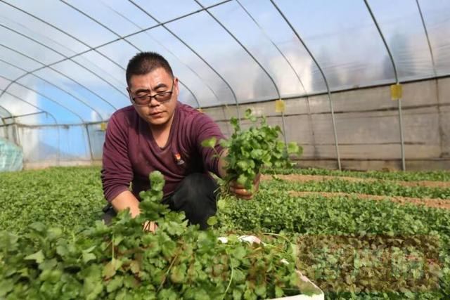 安阳：绿色蔬菜迎冬上市 生态农业助农增收